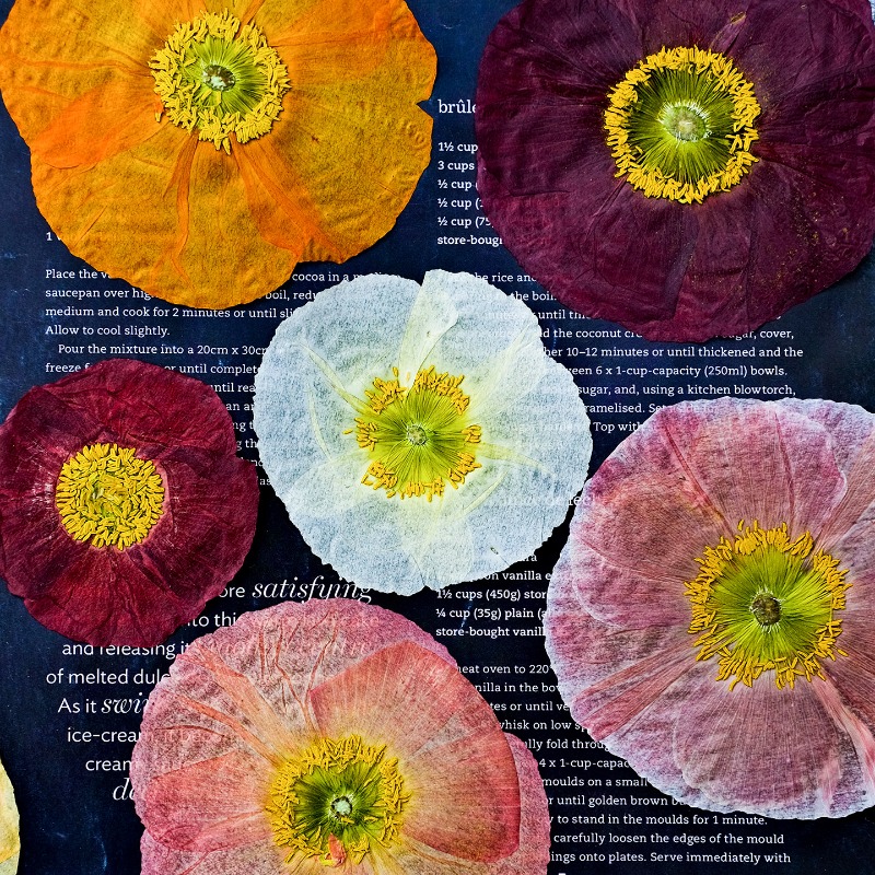 1pcs,Nature Field Poppy Presse - Resin Art Frame recension och pris